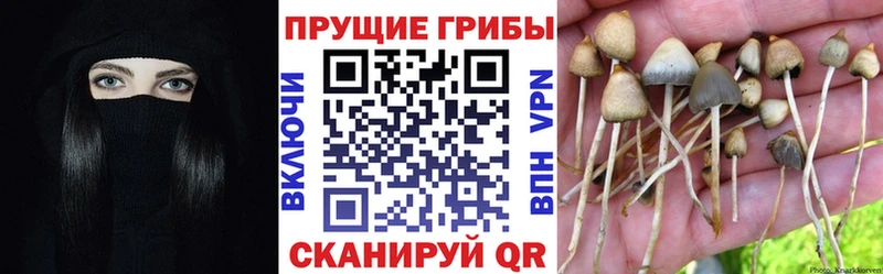 Купить где  Советск  Псилоцибиновые грибы Magic Shrooms 